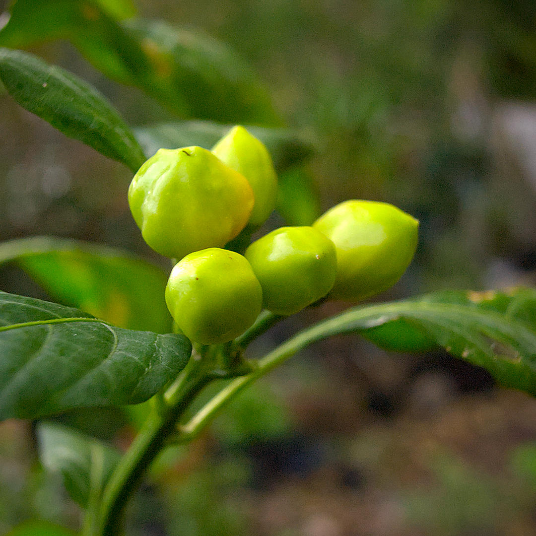 World of Chillies Pimento Caxio chilli immature green pods