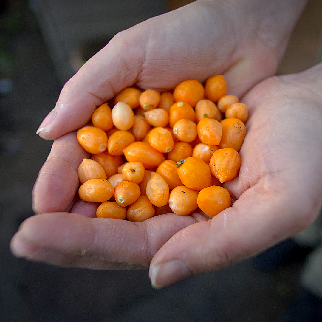 World of Chillies Pimento Caxio chilli pods in hand