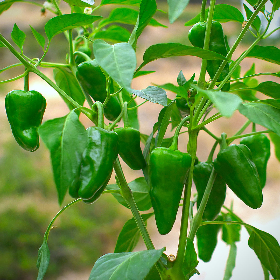 World of Chillies Pimiento de Padron plant heavy with chillies ready to pick