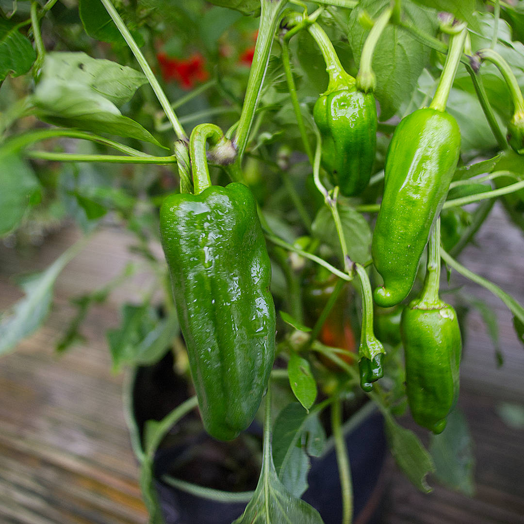 World of Chillies Pimiento de Padron green chillies growing in cluster