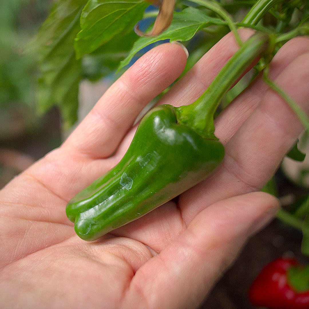World of Chillies Pimiento de Padron green chillies characteristic shape