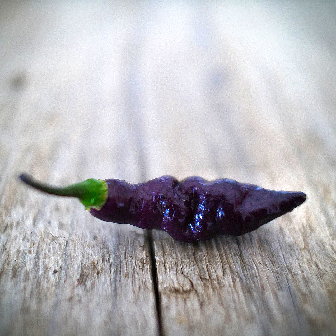 World of Chillies ripe Pink Tiger chilli pod with glossy dark purple skin
