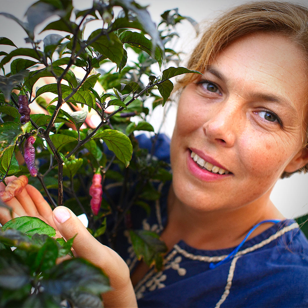 World of Chillies grower examining Pink Tiger chilli plant with glossy dark foliage