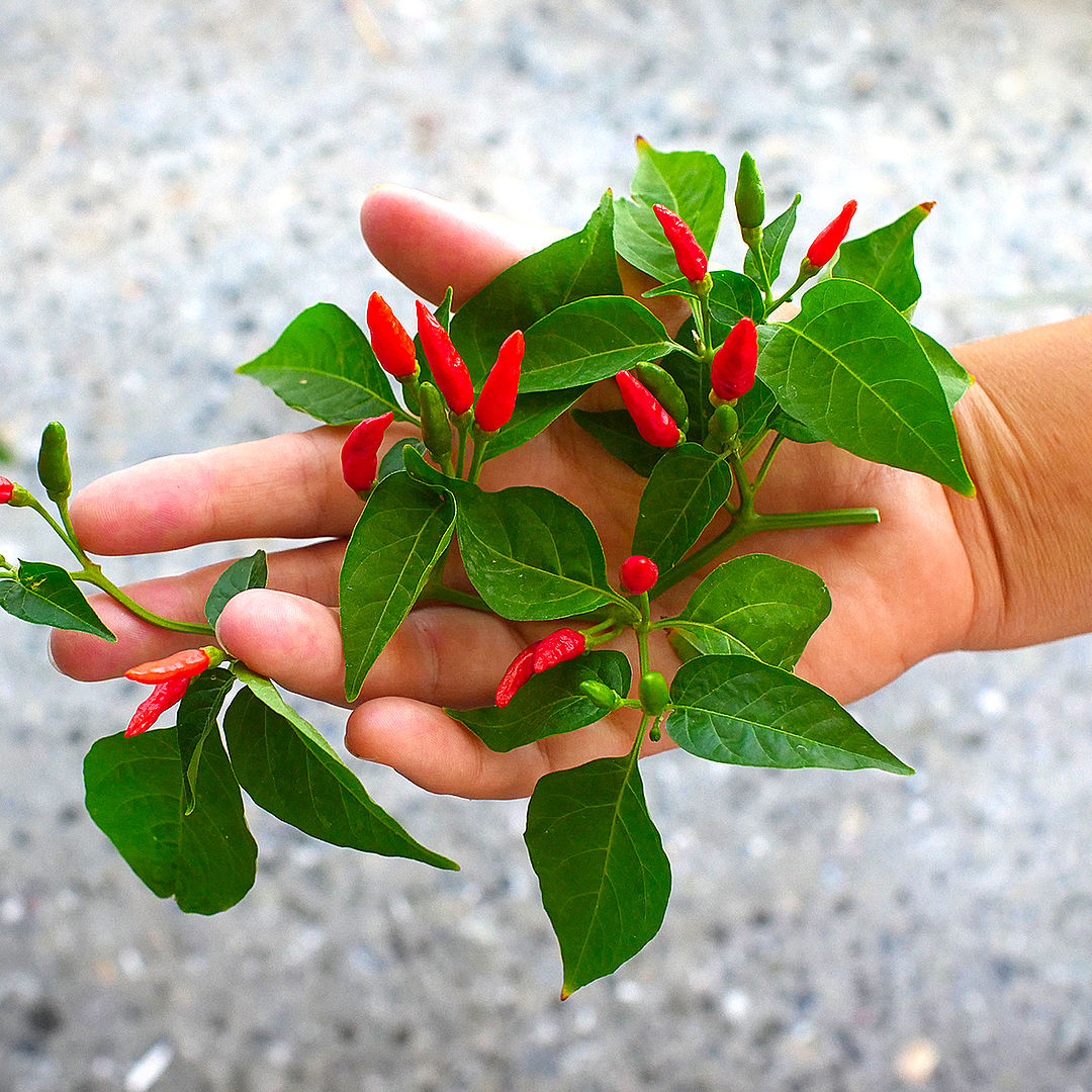 World of Chillies Piri Piri Chillies freshly picked in hand