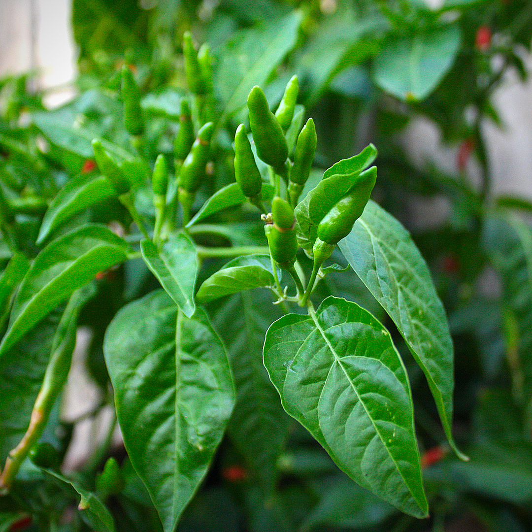 World of Chillies Piri Piri Chilli plant with green unripe fruit