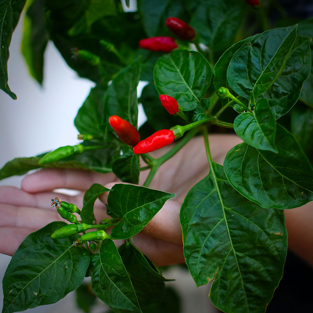 World of Chillies Piri Piri Chillies ripening from green to red