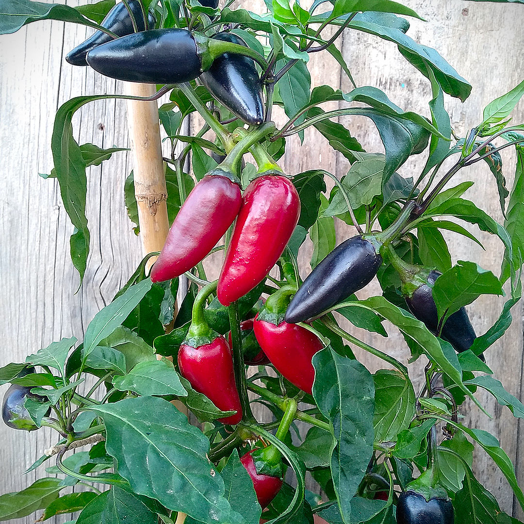 World of Chillies Purple Jalapeno plant with red and black fruit
