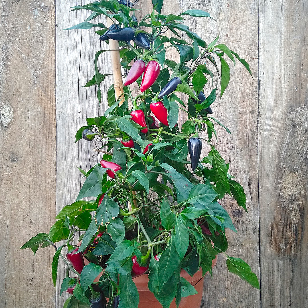 World of Chillies Purple Jalapeno full plant in terracotta pot