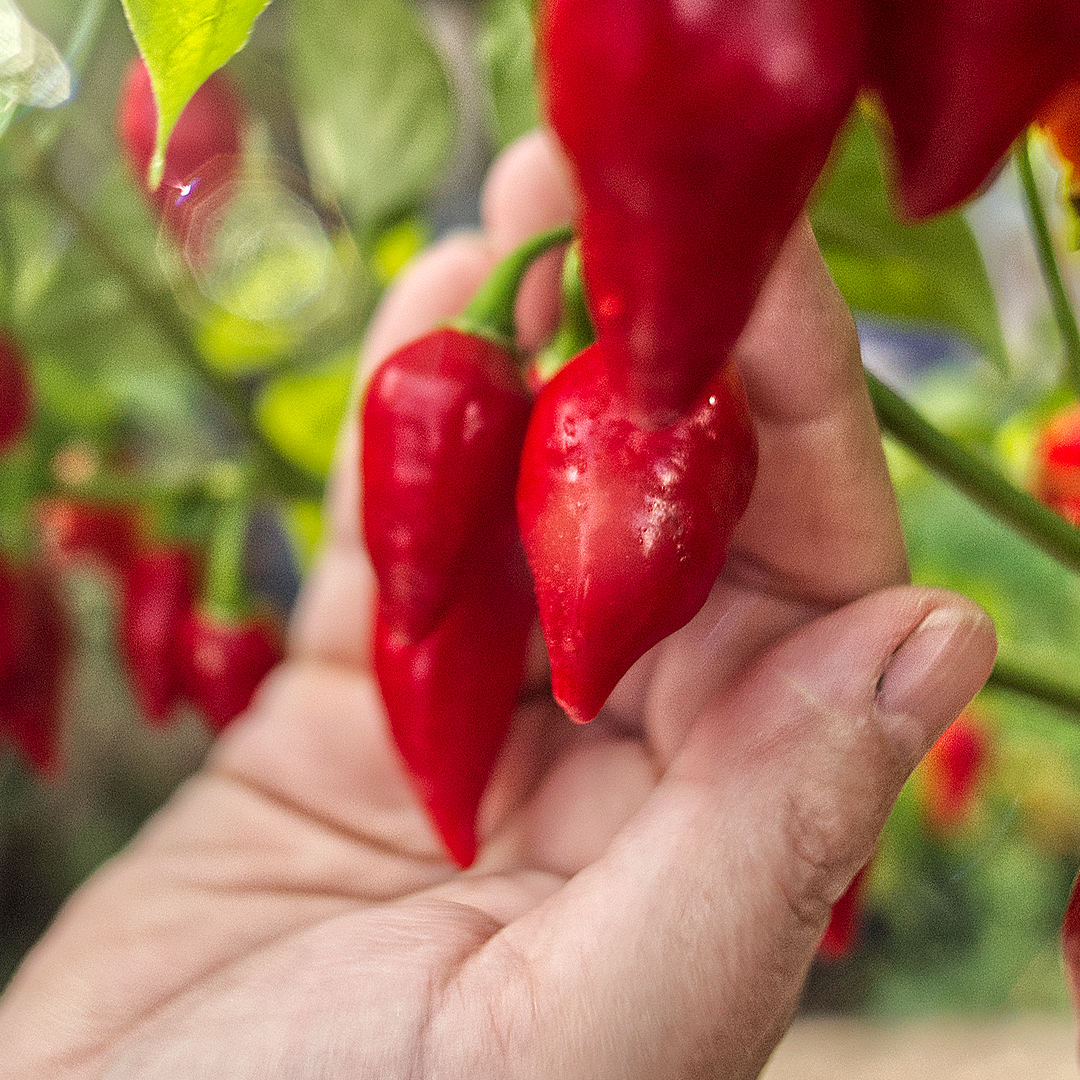 World of Chillies Raging Bull chilli pods in hand