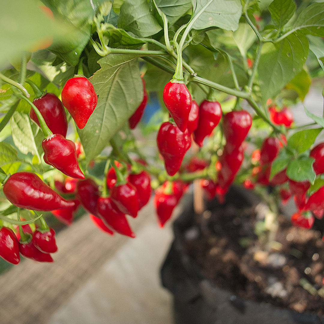 World of Chillies Raging Bull chilli plant with heavy fruit set