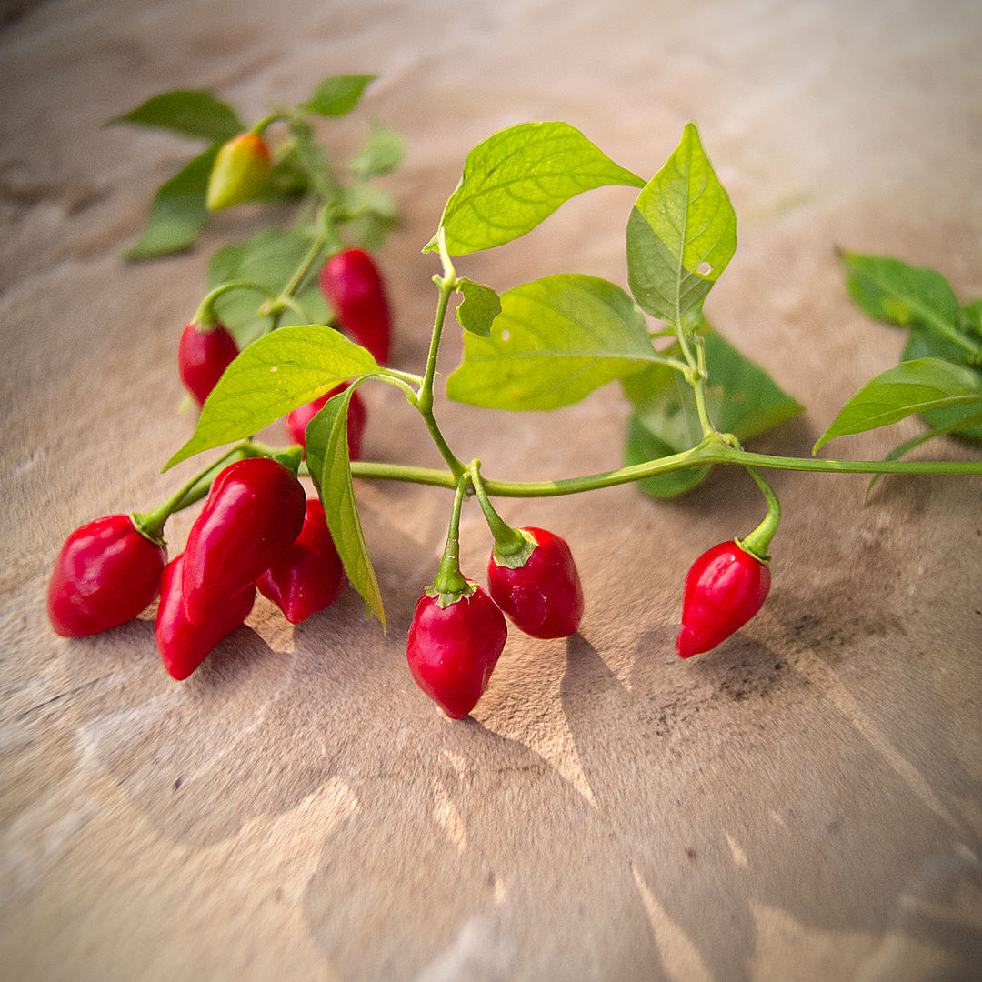 World of Chillies Raging Bull chilli pods on branch