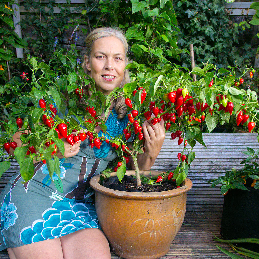 World of Chillies Raging Bull chilli plant grown in container