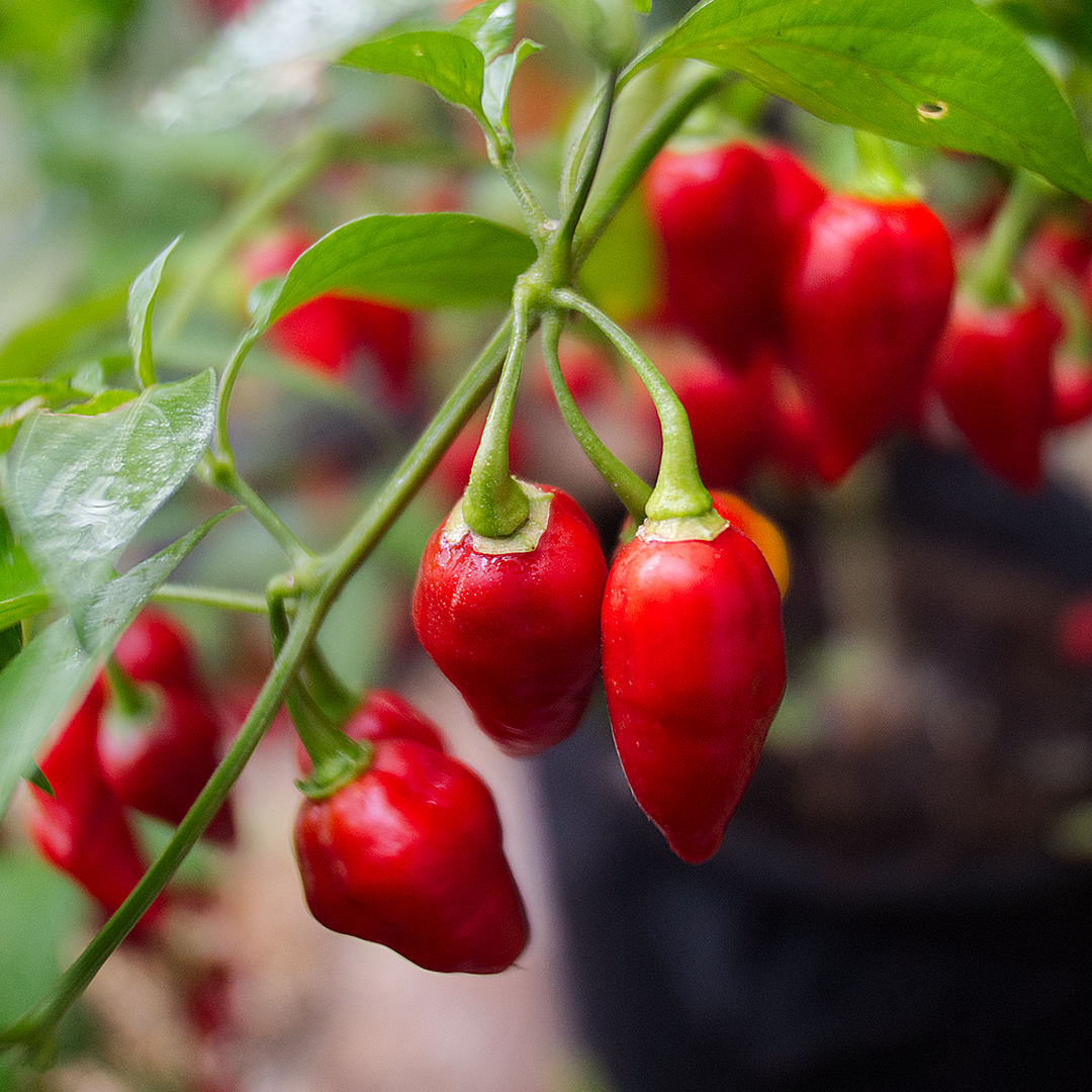 World of Chillies Raging Bull chilli pods ripening on plant