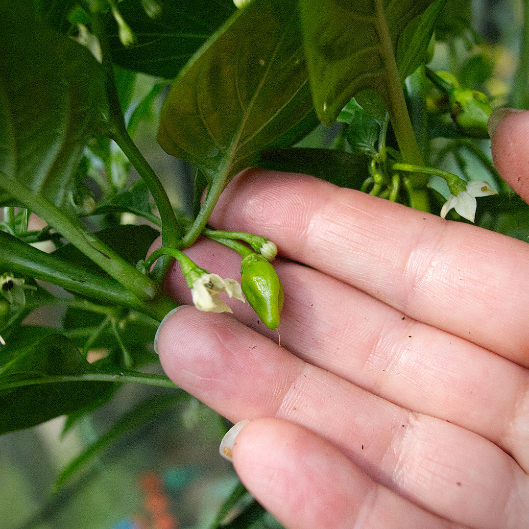 World of Chillies Raging Bull chilli young pod development