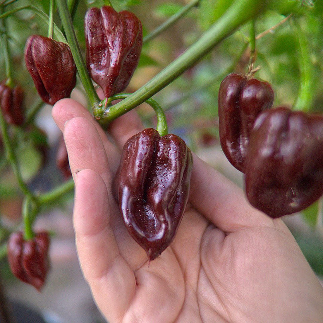 World of Chillies Chocolate Primo chilli held in hand, dark wrinkled fruit ripening to deep red-brown