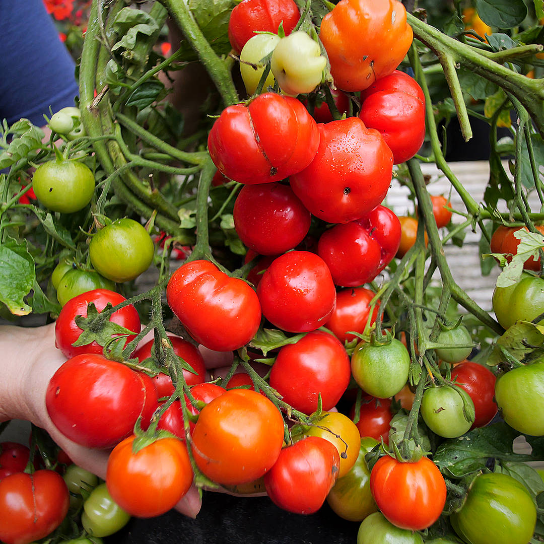 world of chillies red alert tomato heavy trusses