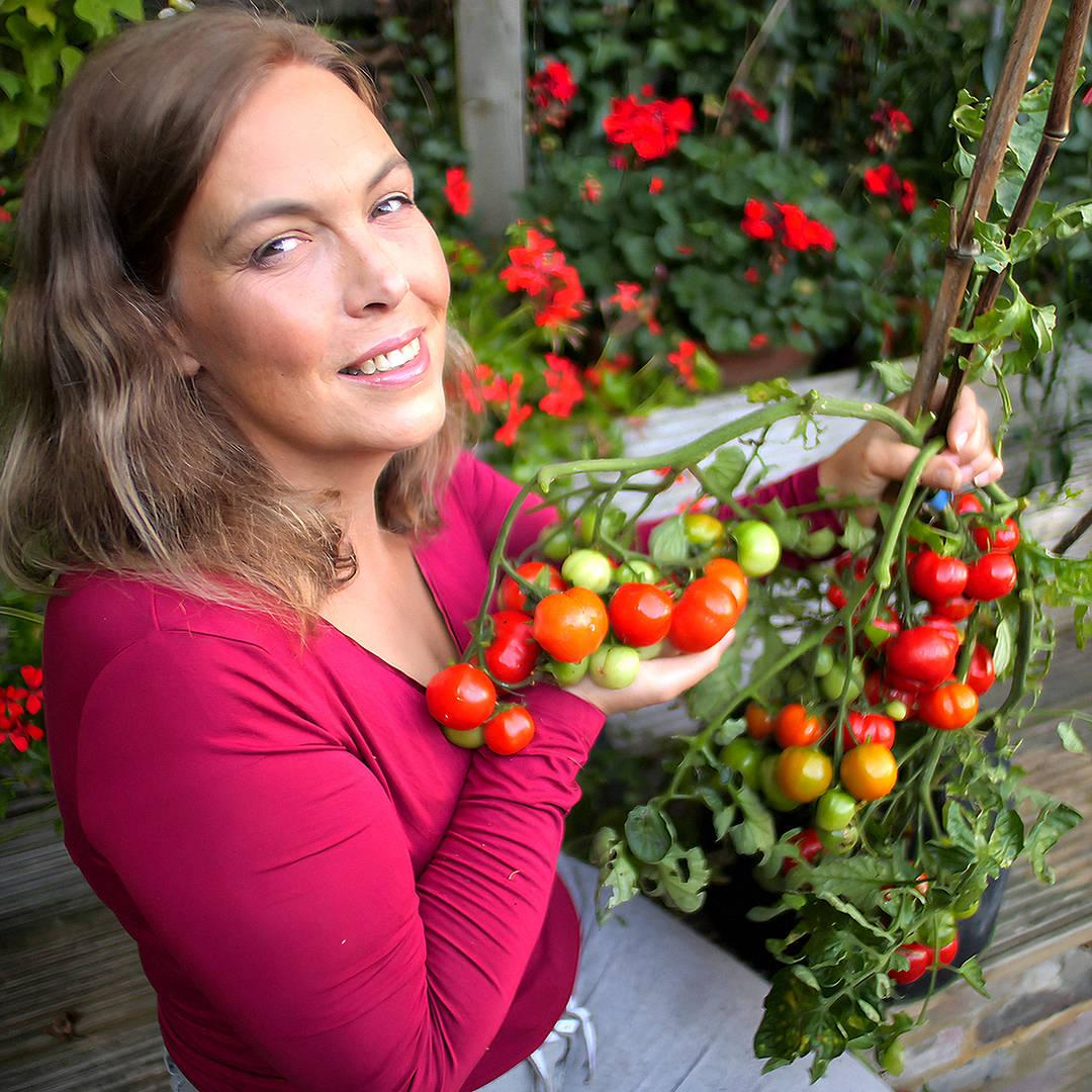 world of chillies red alert tomato with grower