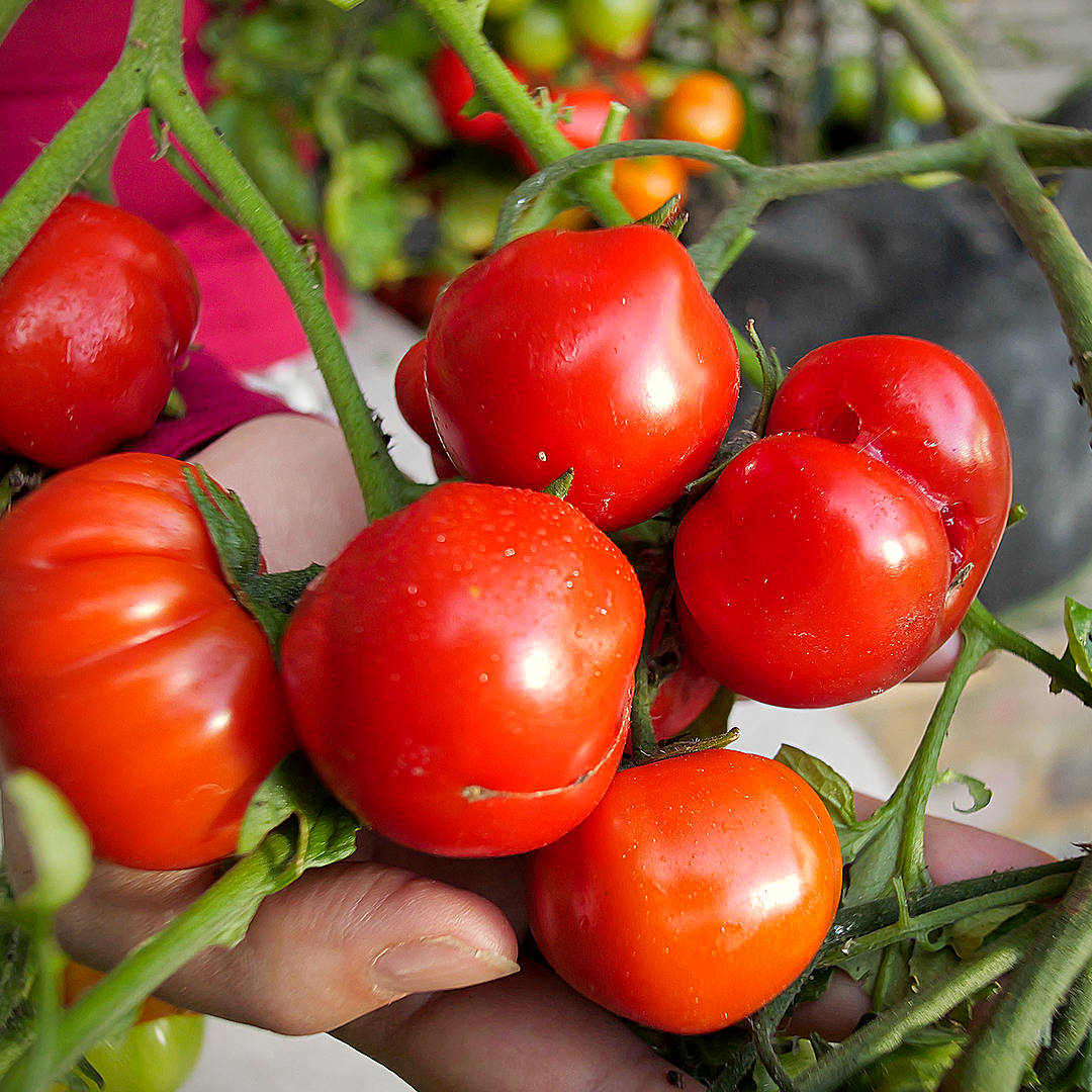 world of chillies red alert tomato up close