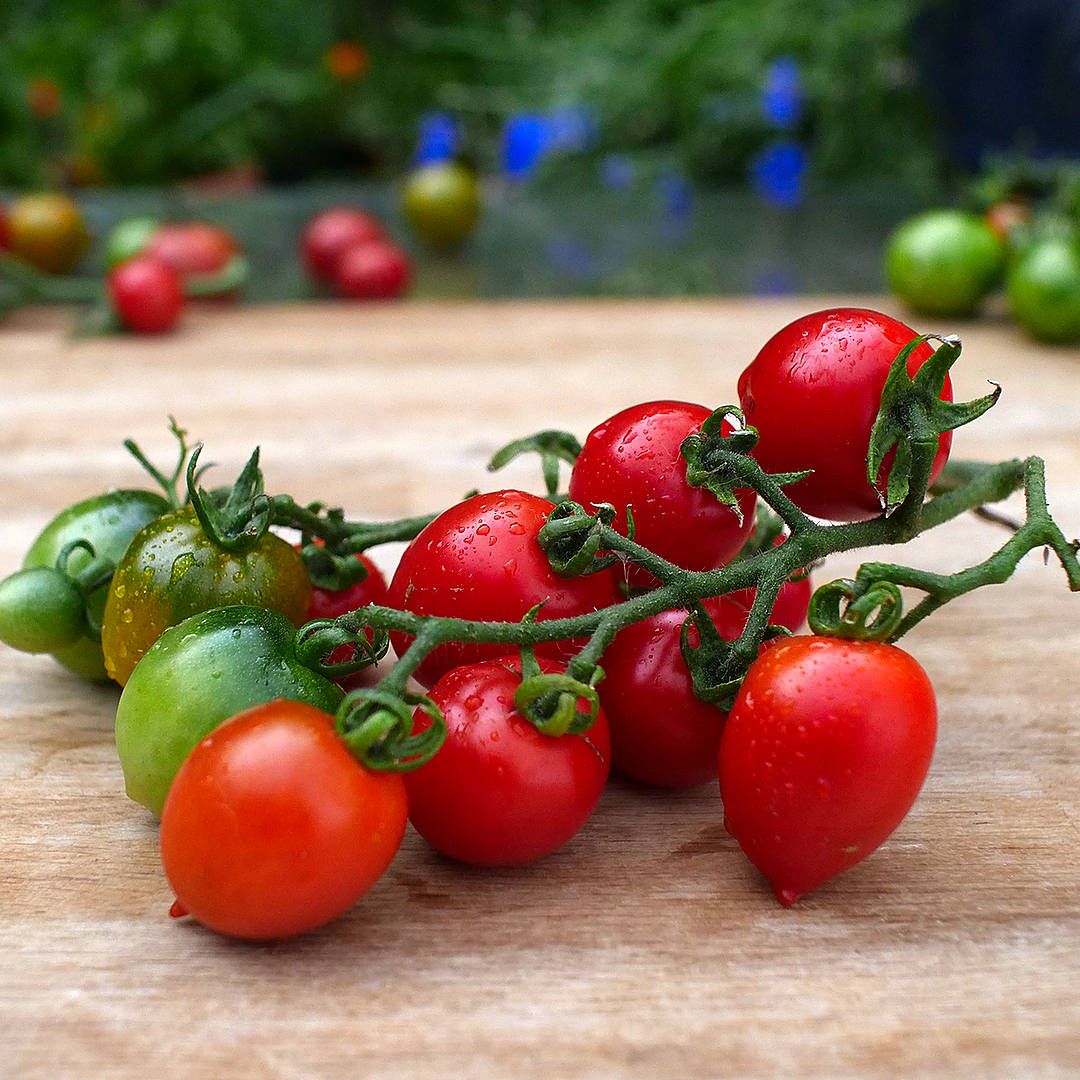 world of chillies red alert tomato laid out on board