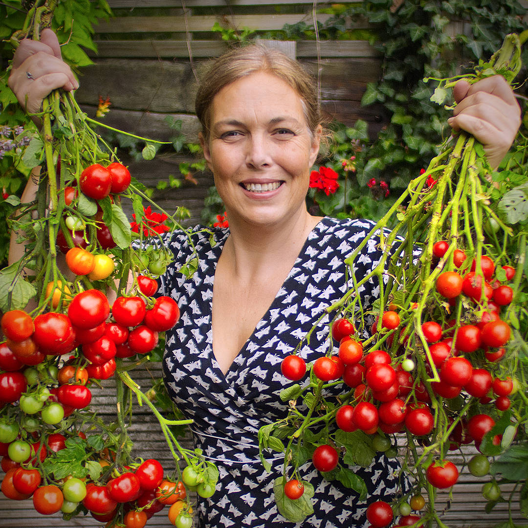world of chillies red alert tomato trusses held aloft