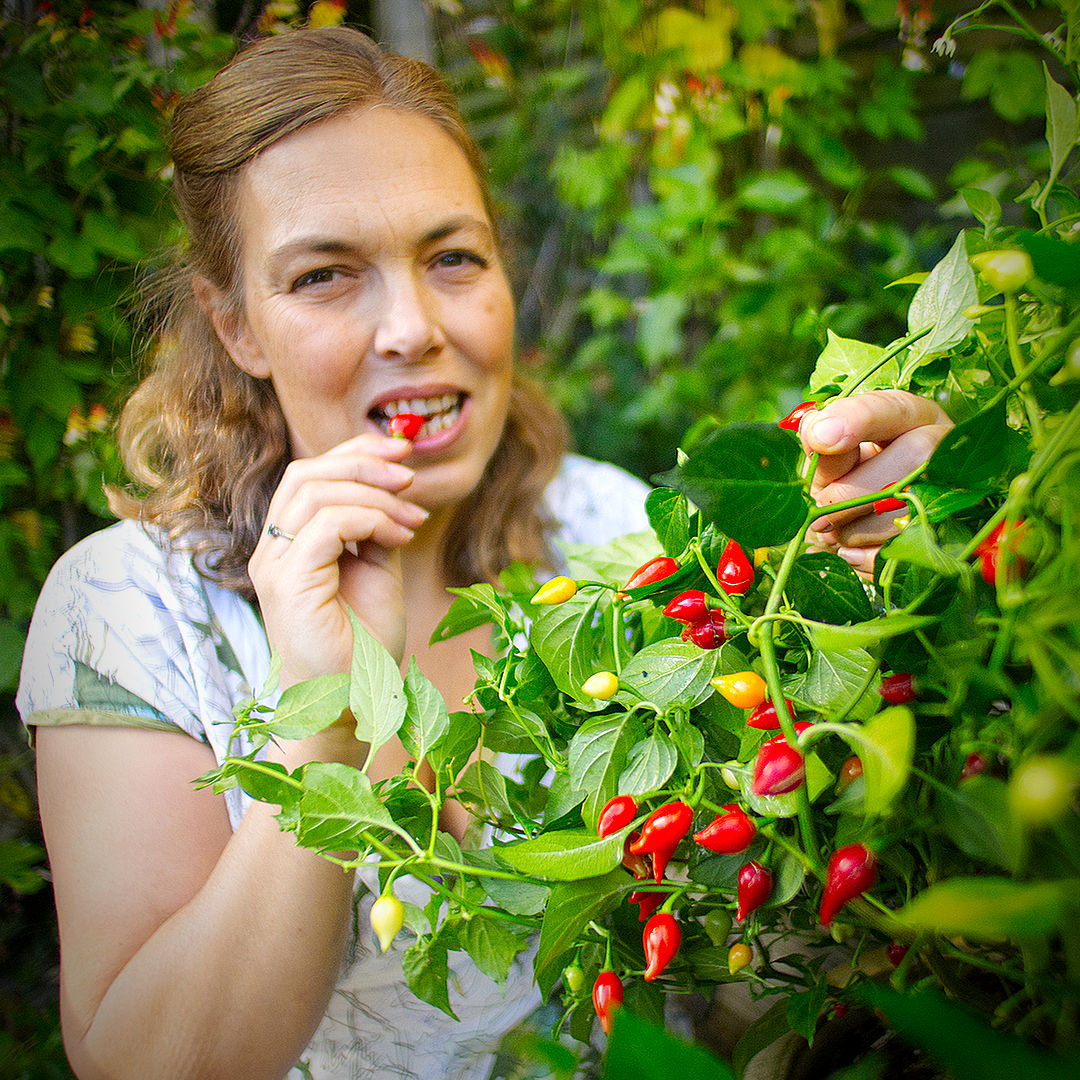 World of Chillies grower tasting Red Biquinho chillies on plant
