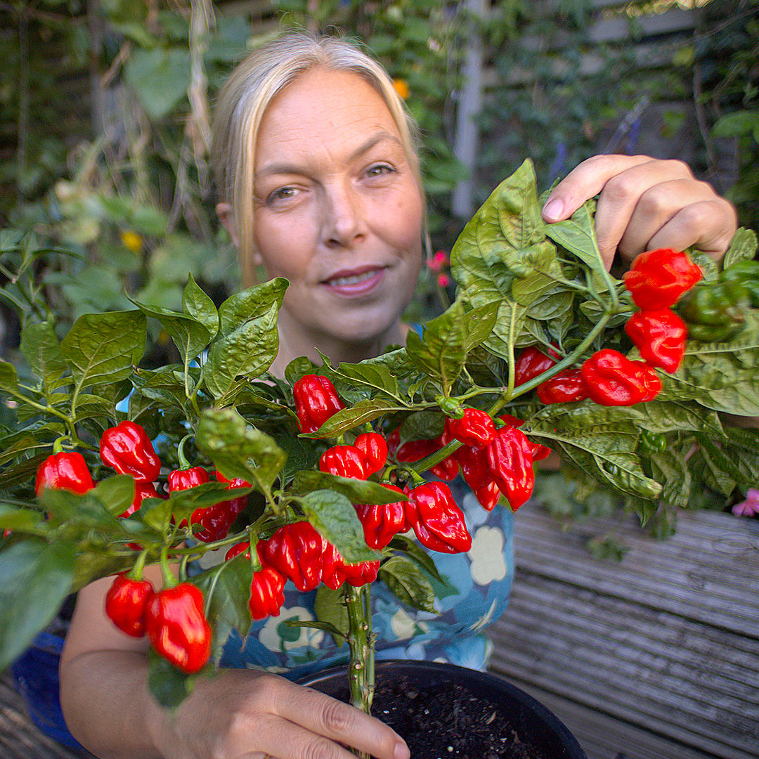 World of Chillies grower holding a Red Seven Pot Chilli plant showing heavy fruiting