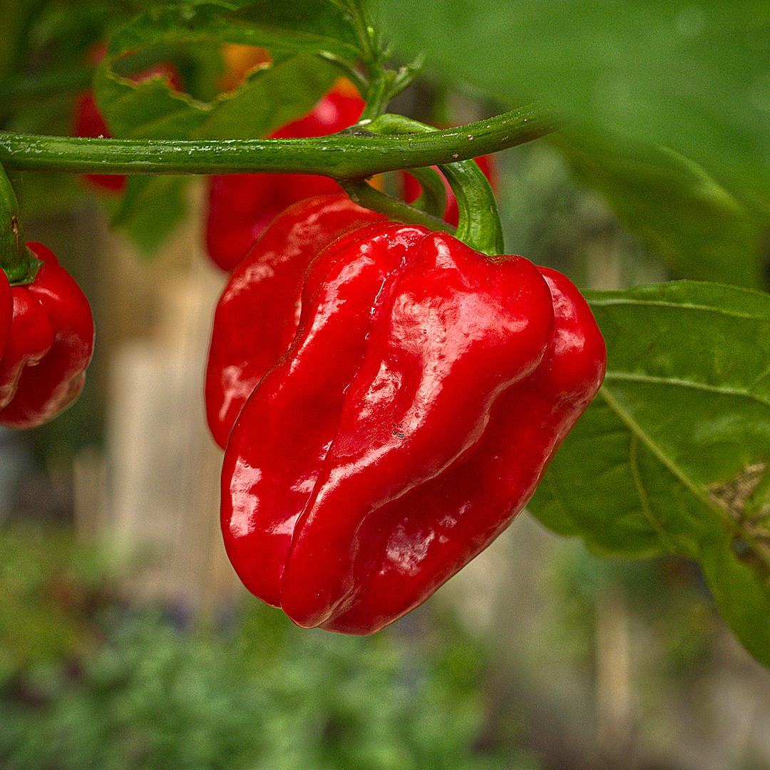 World of Chillies Seven Pot chilli on plant