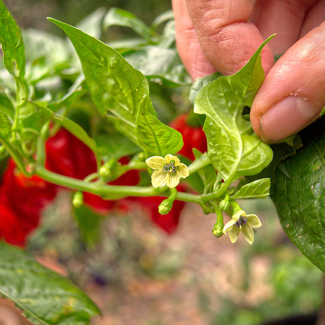 World of Chillies Seven Pot chillies ripening from green to red