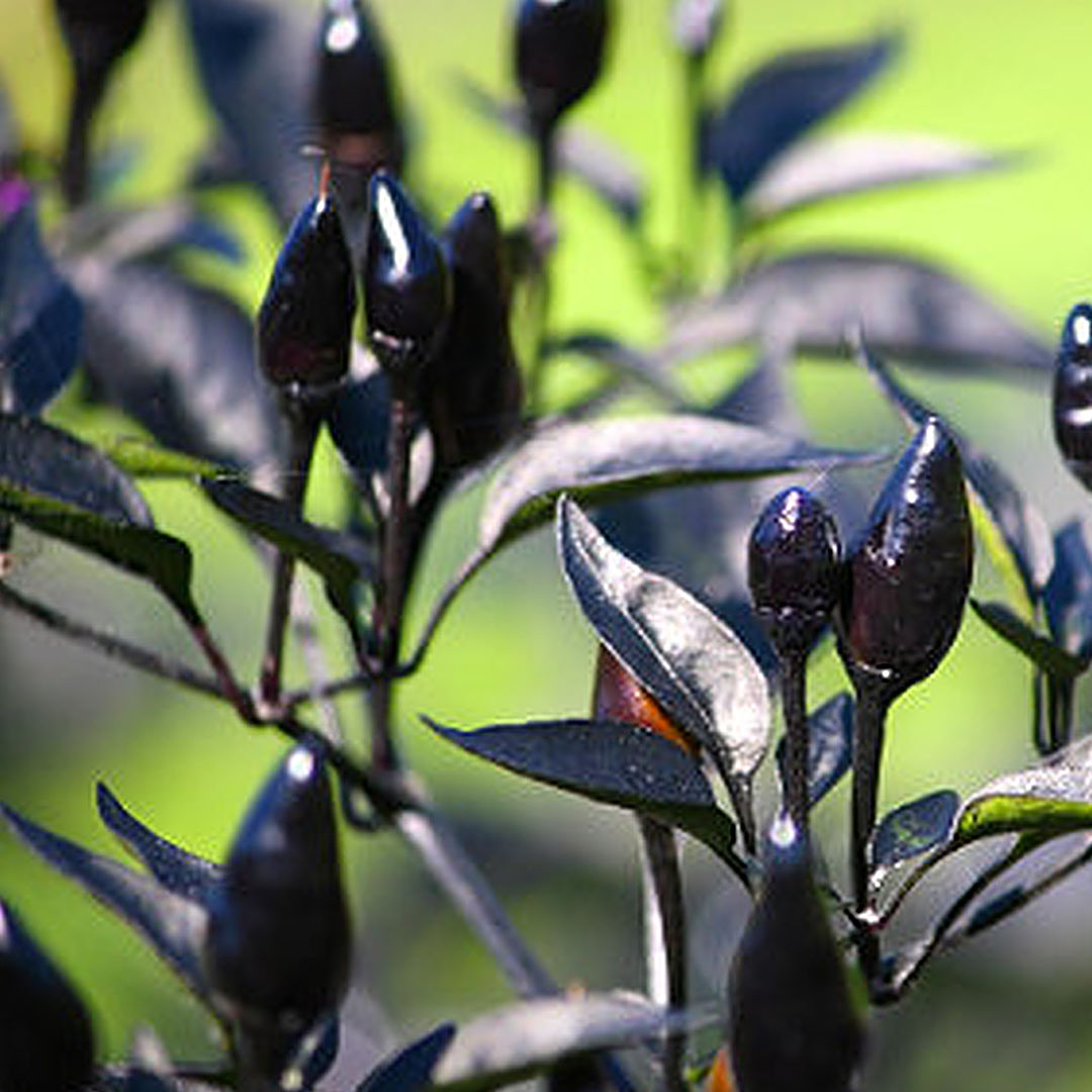 World of Chillies close up of Yellow Biquinho chillies on stem
