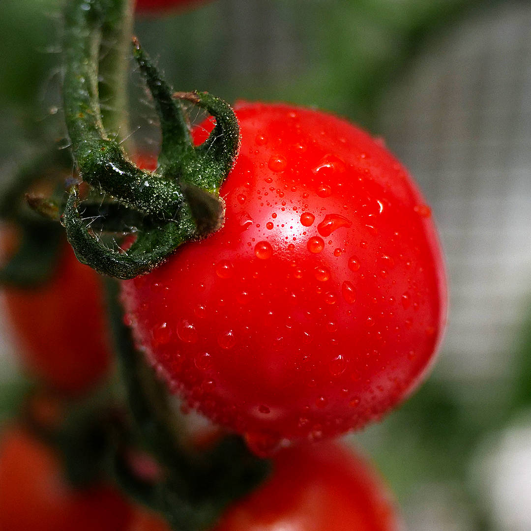 world of chillies sakura tomato up close