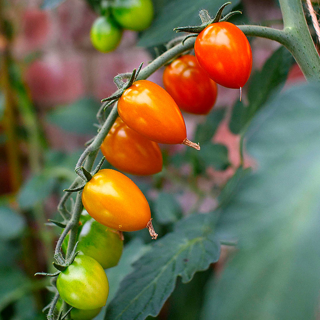 world of chillies sakura tomatoes begining to ripen 