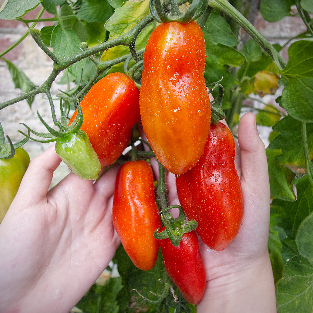 world of chillies san marzano tomato cluster on vine held with both hands