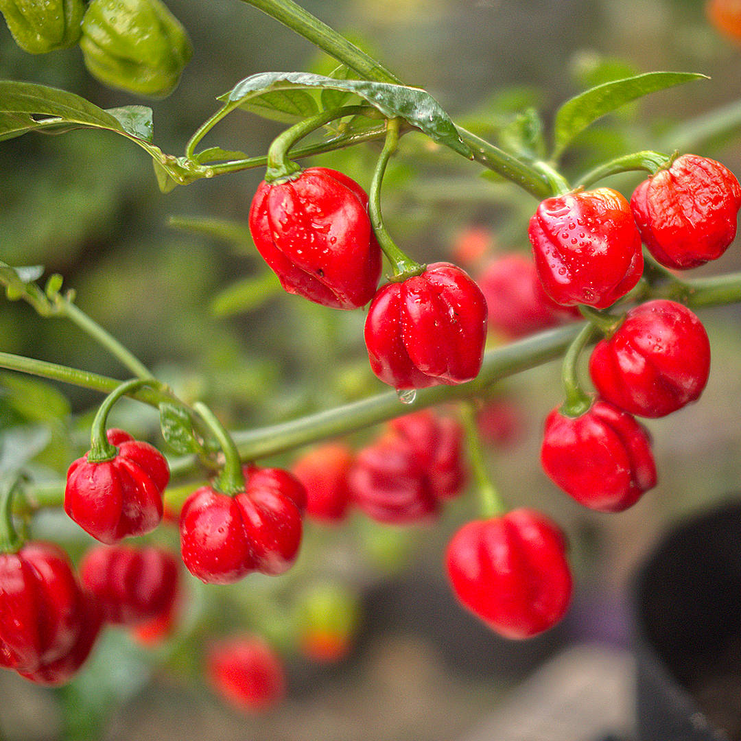 World of Chillies cluster of red Scotch Bonnet chillies growing on plant
