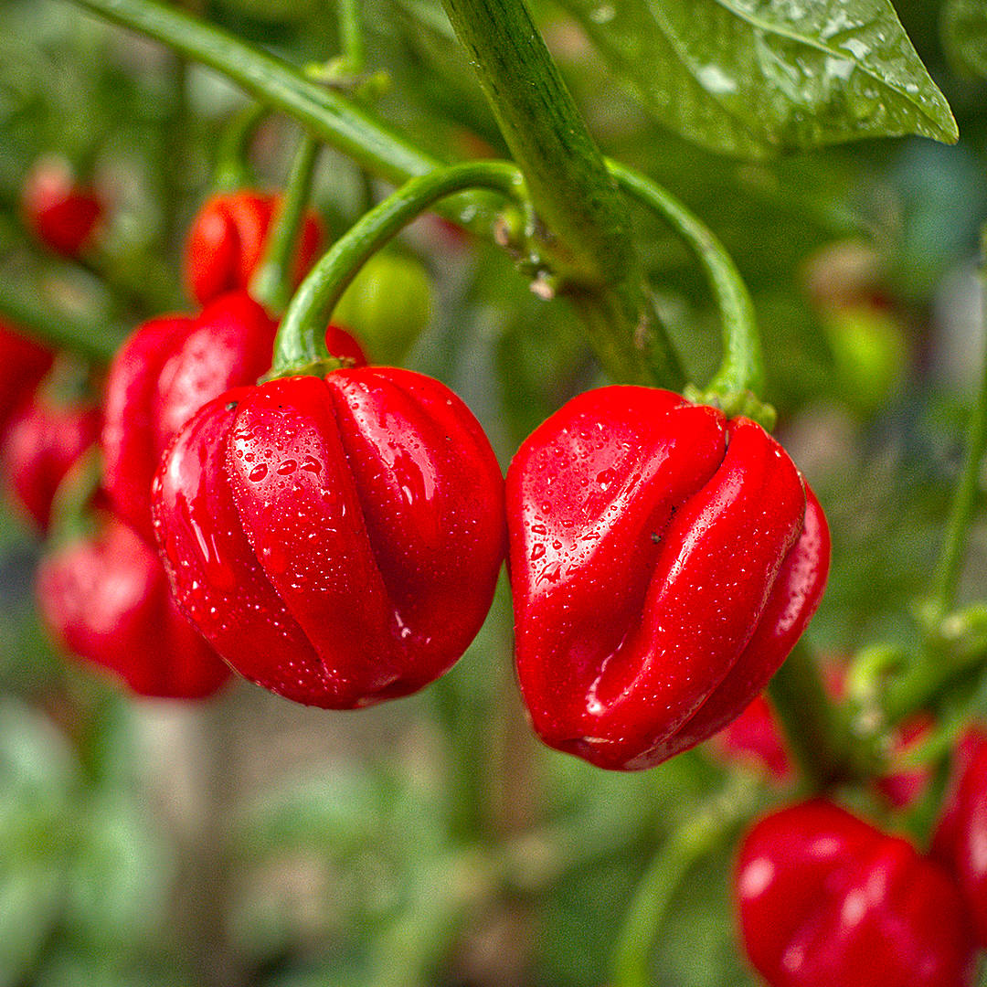 World of Chillies ripe red Scotch Bonnet chillies with glossy surface and rain droplets