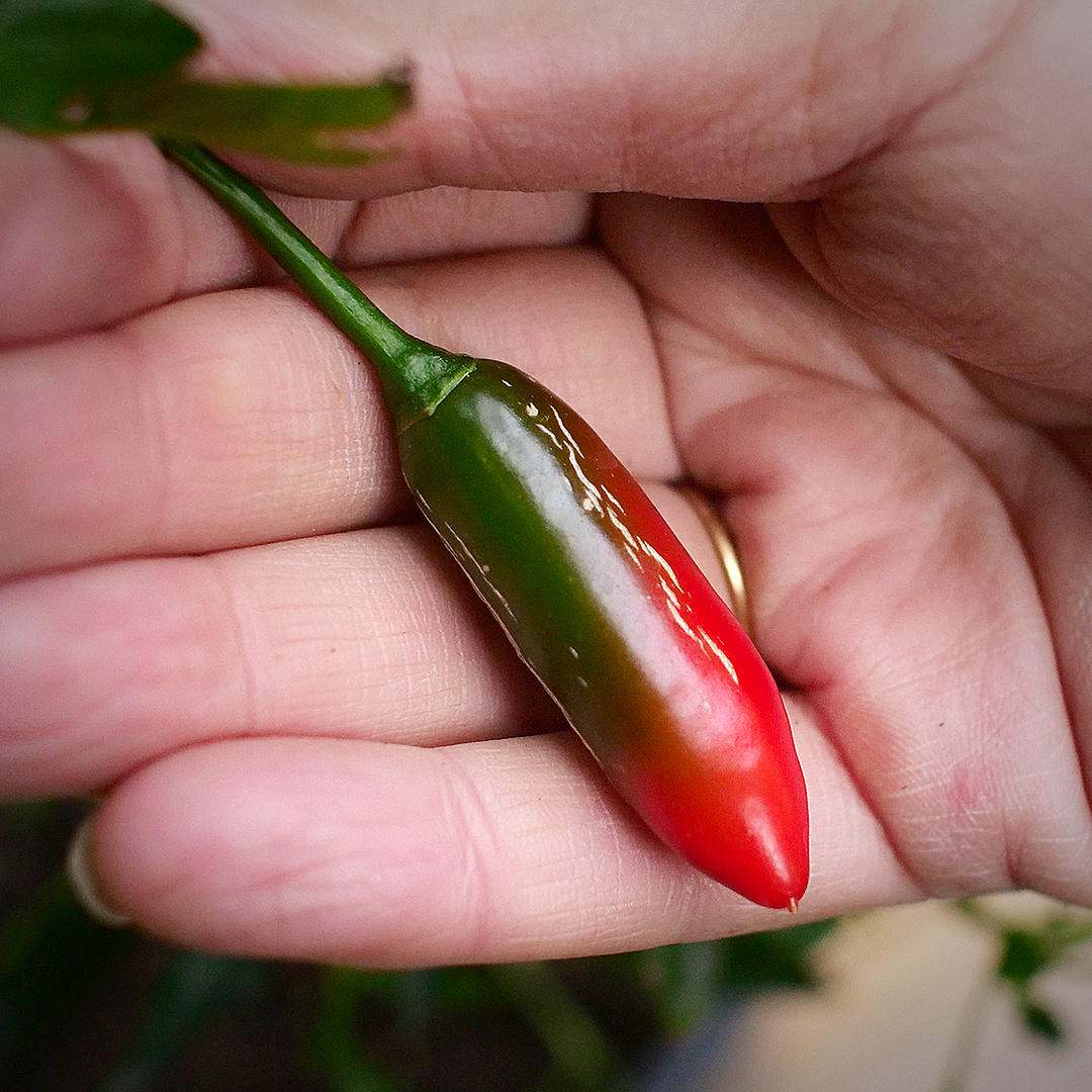 World of Chillies hand holding a ripening Serrano chilli