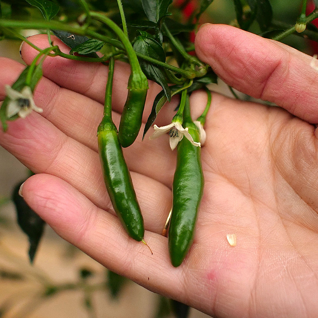 World of Chillies young Serrano chillies forming beside white flowers
