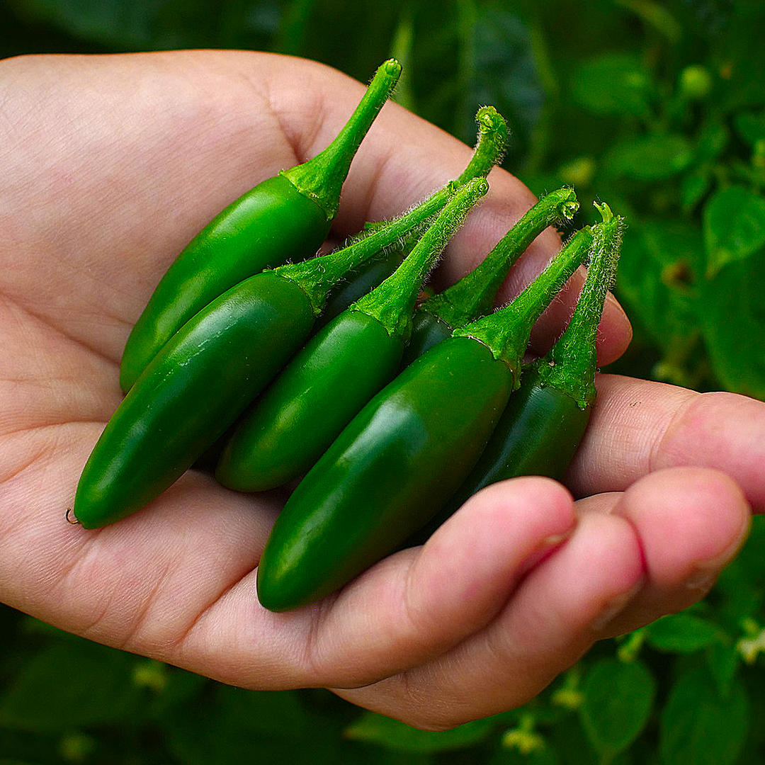 World of Chillies hand holding a handful of green Serrano chillies
