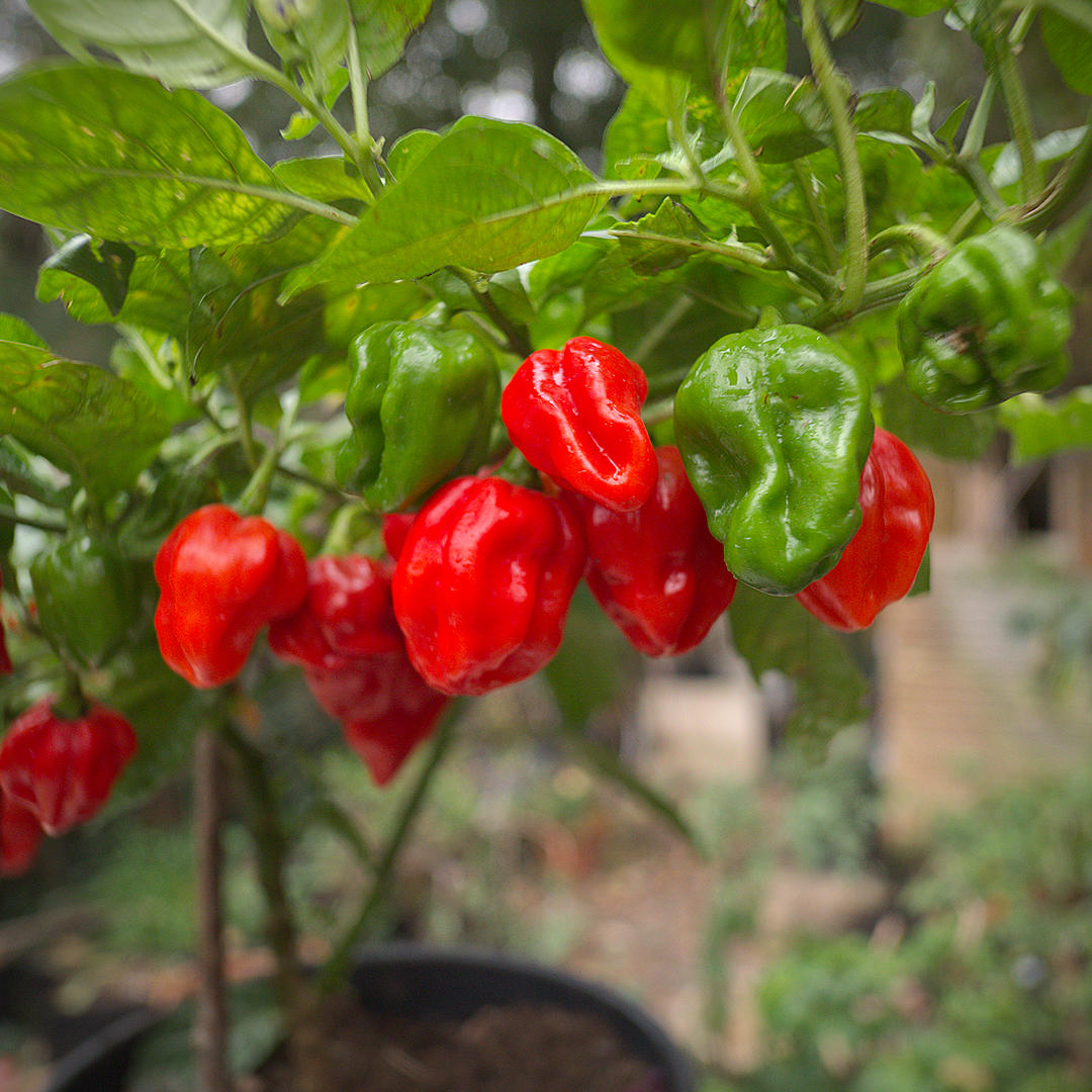 World of Chillies 7 Pot Barrackpore chilli ripening on plant