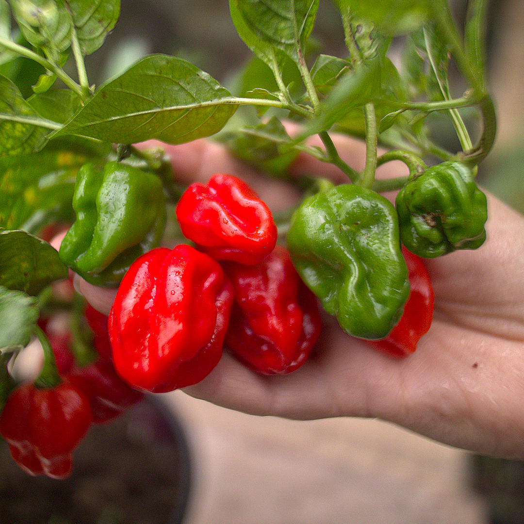 World of Chillies 7 Pot Barrackpore chilli pods in hand