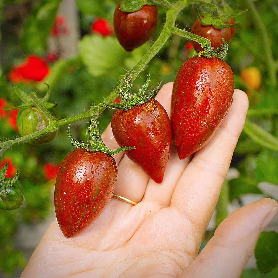 world of chillies shimmer tomato early ripening fruit on the vine