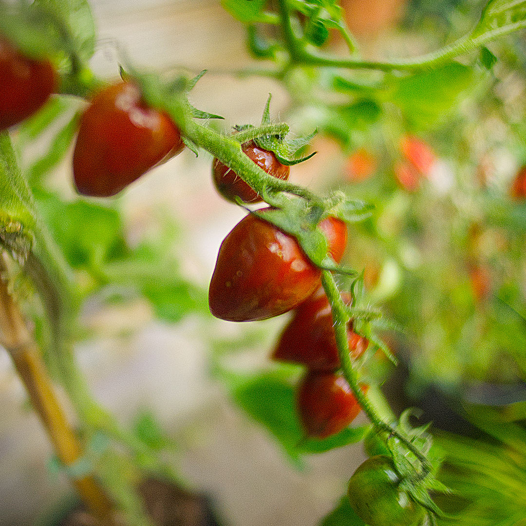 world of chillies shimmer tomato truss beginning to ripen