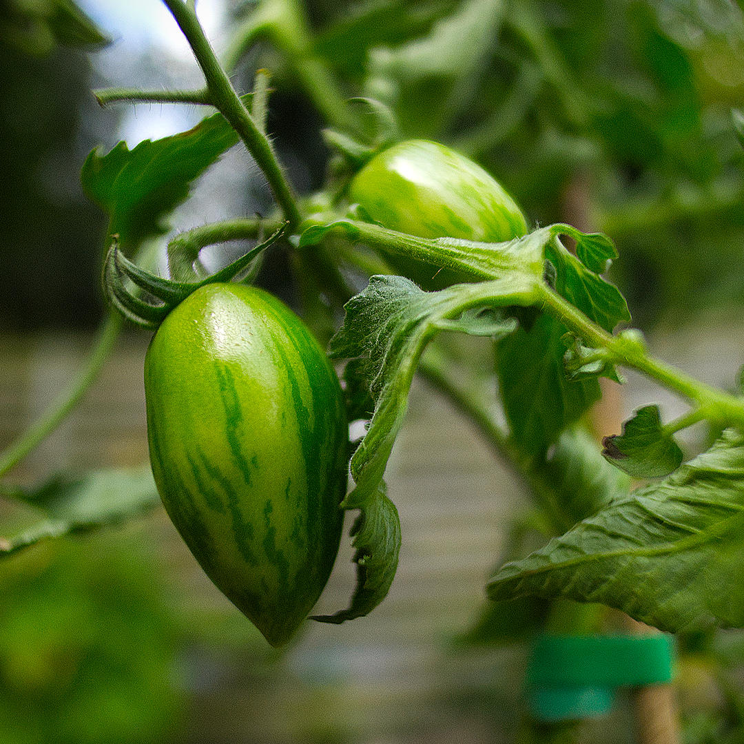 world of chillies shimmer tomato unripe green striped fruit
