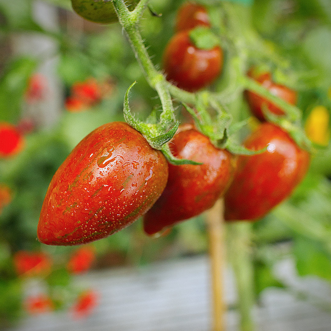 world of chillies shimmer tomato green striped fruit before ripening