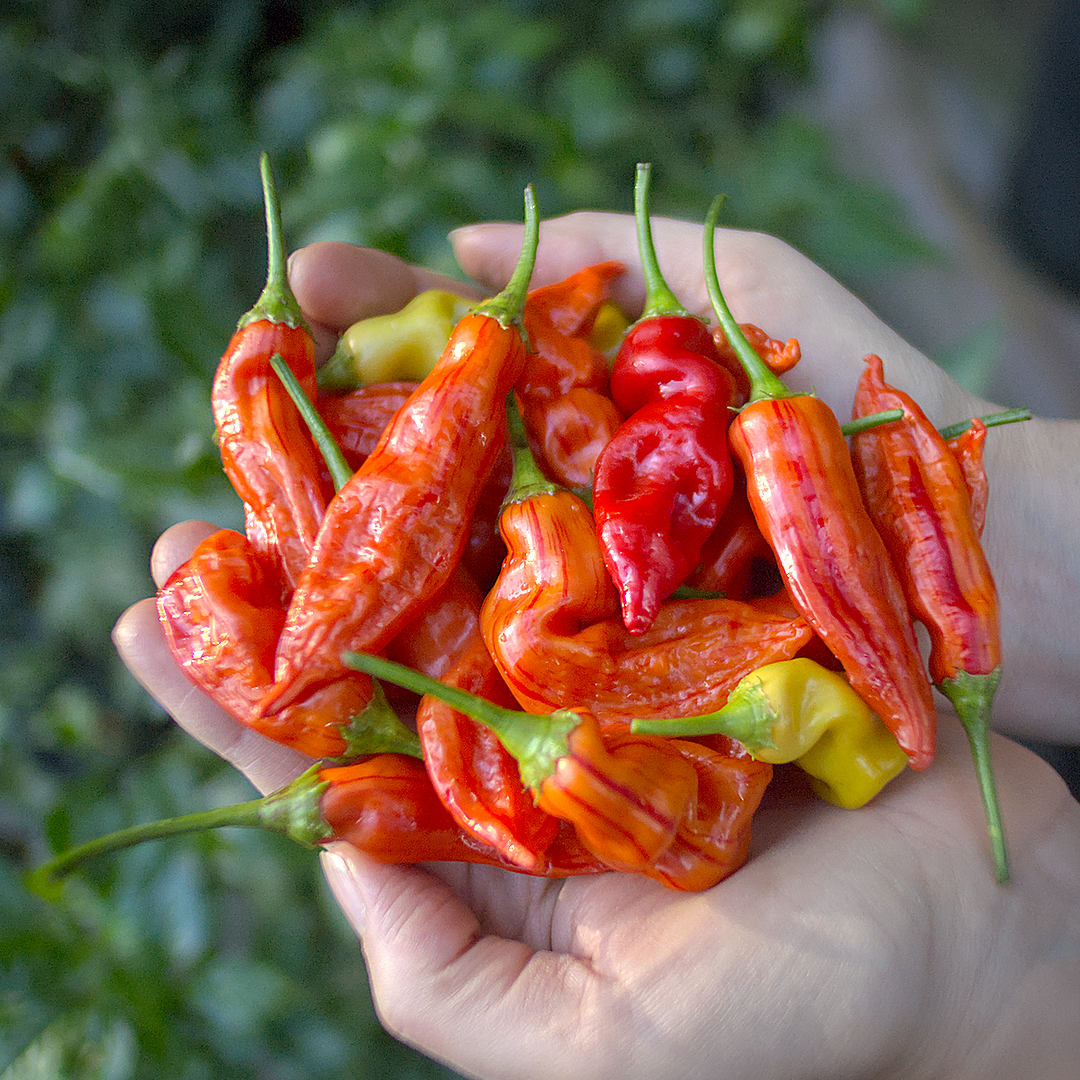 World of Chillies Sugar Rush Stripey chilli pods in hand