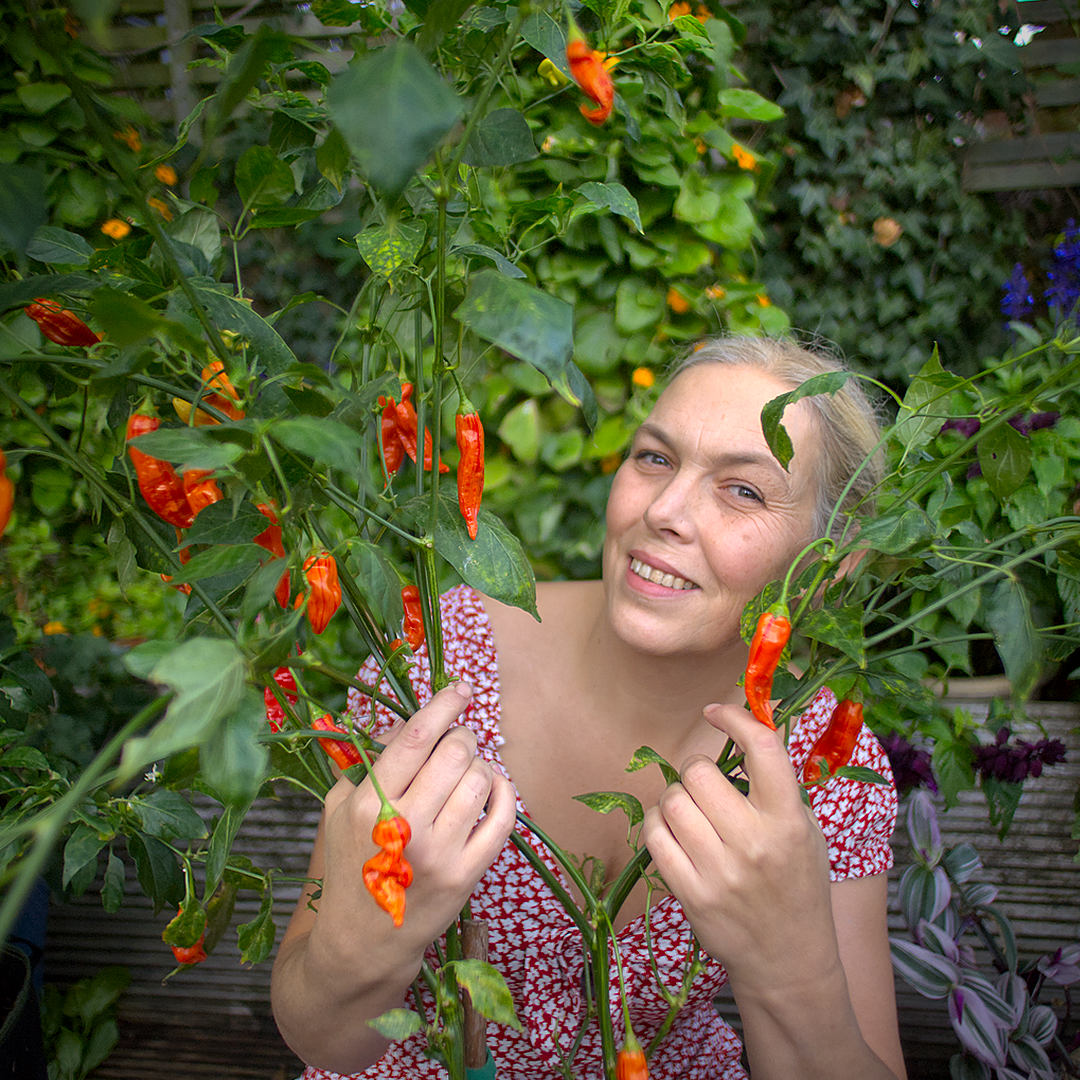 World of Chillies Sugar Rush Stripey chilli plant with ripe pods