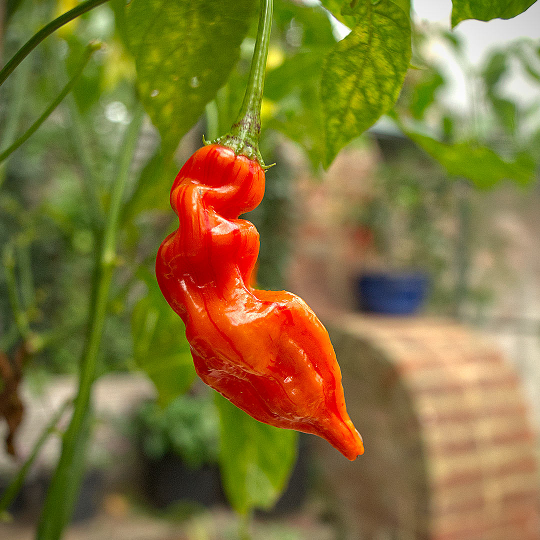 World of Chillies Sugar Rush Stripey chilli twisted pod close up