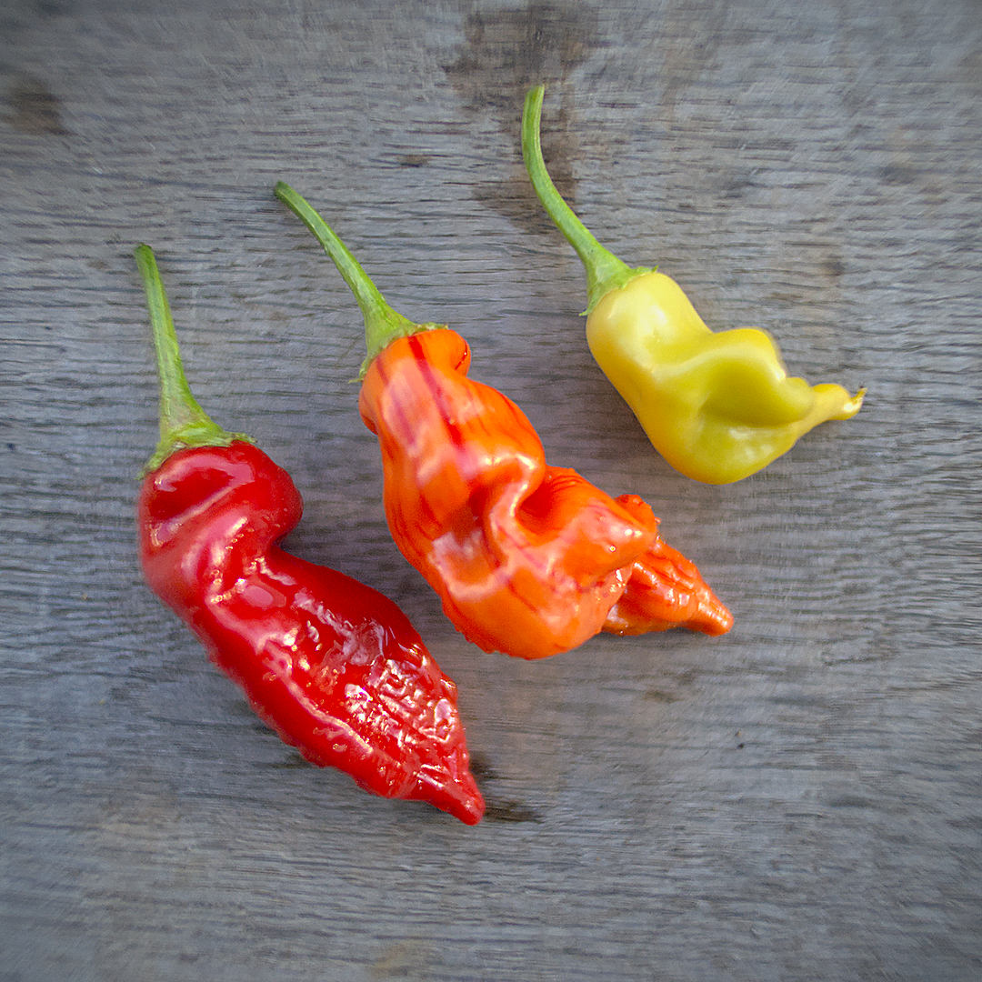 World of Chillies Sugar Rush Stripey chilli pods showing colour stages