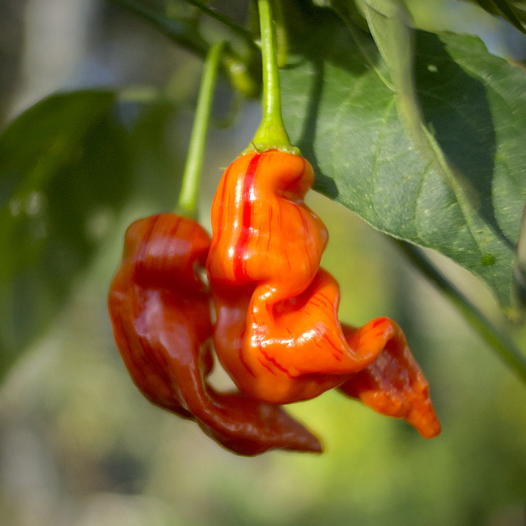 World of Chillies Sugar Rush Stripey chilli ripening pod on plant