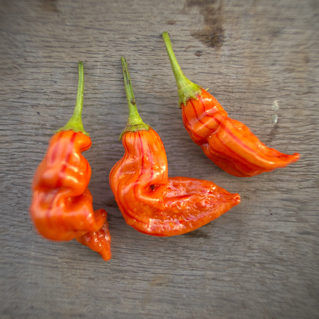 World of Chillies Sugar Rush Stripey chilli pods with irregular shapes