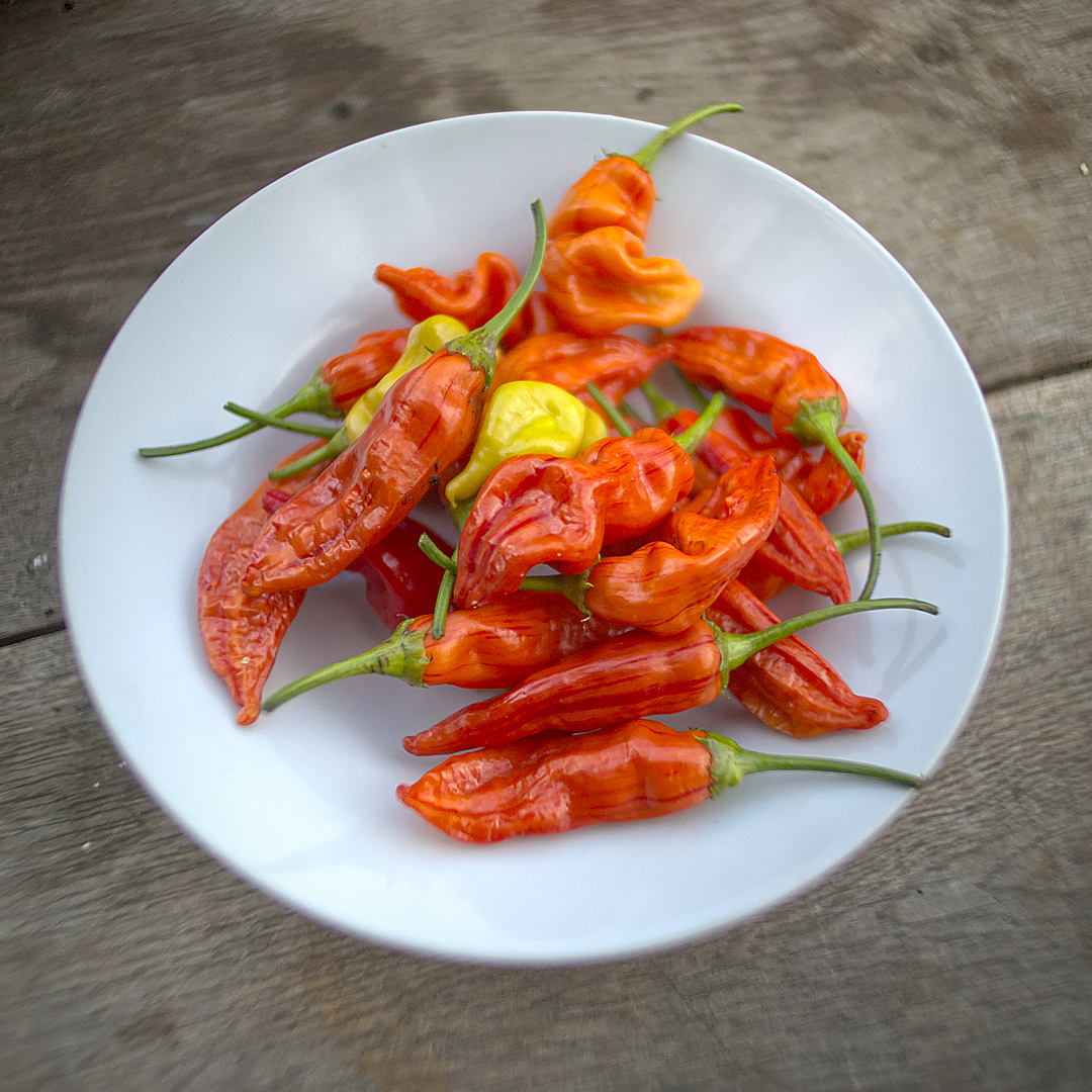World of Chillies Sugar Rush Stripey chilli harvest for pickling